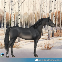 Horse Color:Black 