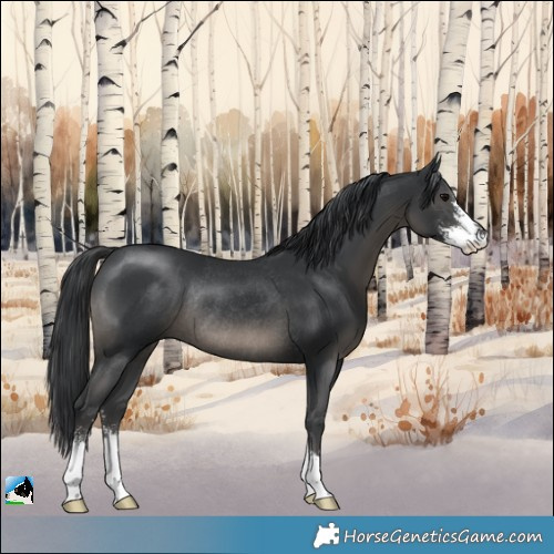Horse Color:Black Sabino Rabicano 