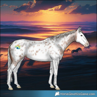 Horse Color:Silver Blue Roan Splash Appaloosa 