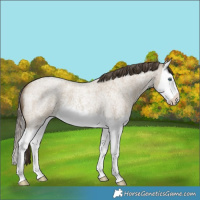 Horse Color:Classic Cream Champagne Roan Splash 