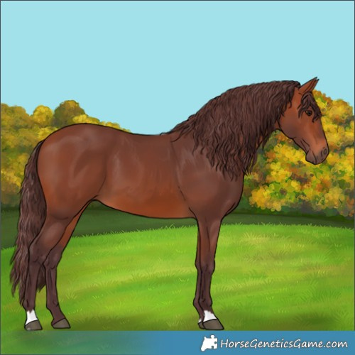 Horse Color:Chocolate Bay 