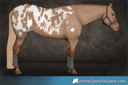 Horse Color:Red Dun Appaloosa 