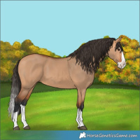 Horse Color:Bay Dun Splash 