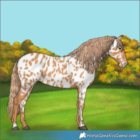 Horse Color:Chestnut Appaloosa 