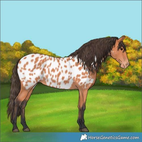 Horse Color:Bay Appaloosa 