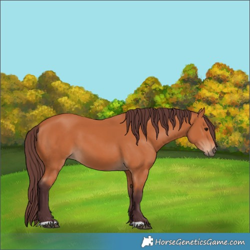 Horse Color:Chocolate Bay 