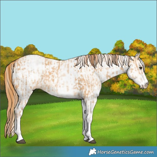 Horse Color:White Spotted Red Dun Rabicano and White Spotted Red Dun Rabicano
