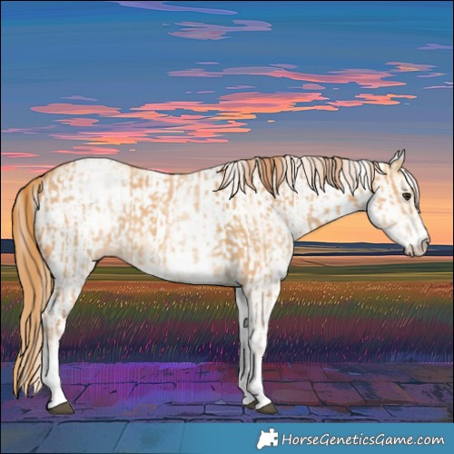 Horse Color:White Spotted Red Dun Rabicano  and White Spotted Red Dun Rabicano 