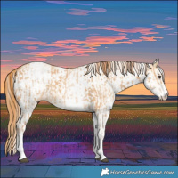 Horse Color:White Spotted Red Dun Rabicano and White Spotted Red Dun Rabicano