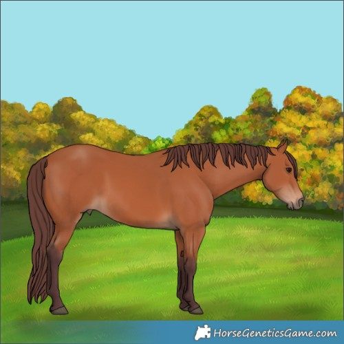 Horse Color:Chocolate Bay