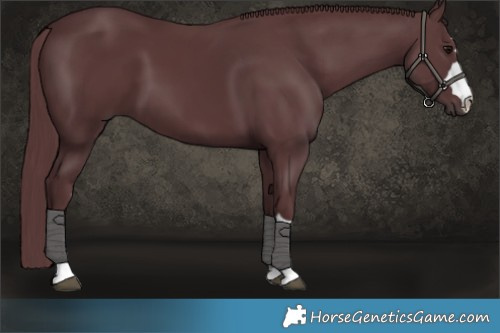 Horse Color:Chocolate Black 