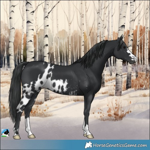 Horse Color:Black Skewed Appaloosa