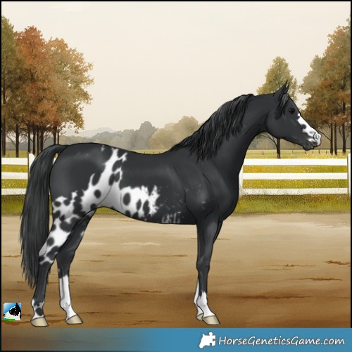 Horse Color:Black Skewed Appaloosa 