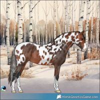Horse Color:Bay Skewed LP Spotted 