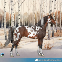 Horse Color:Bay Skewed Appaloosa 