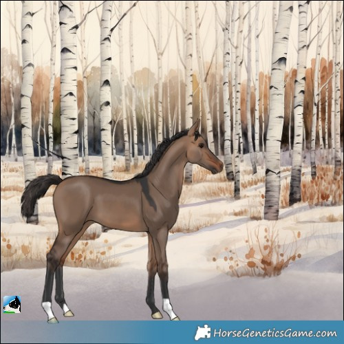 Horse Color:Bay Dun 