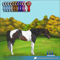 Horse Color:Brown Tobiano Rabicano