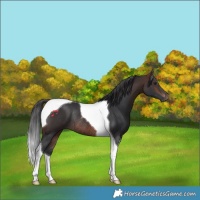 Horse Color:Brown Tobiano Rabicano