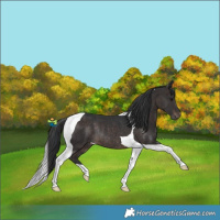 Horse Color:Brown Tobiano Rabicano