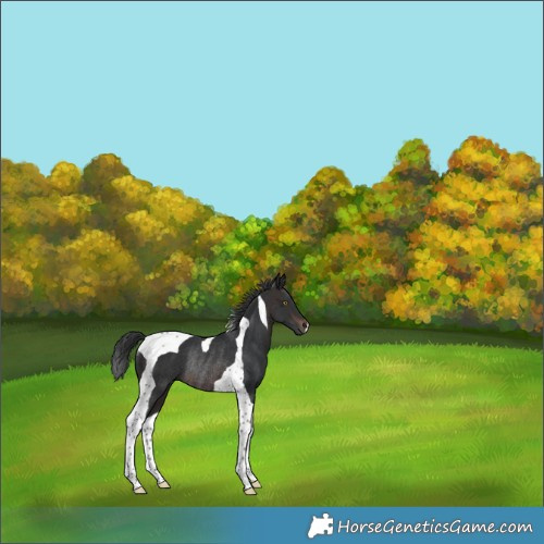 Horse Color:Brown Tobiano Rabicano 