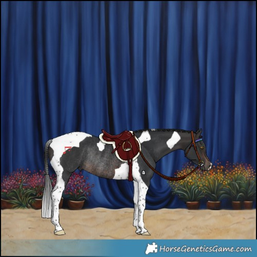 Horse Color:Brown Tobiano Rabicano 