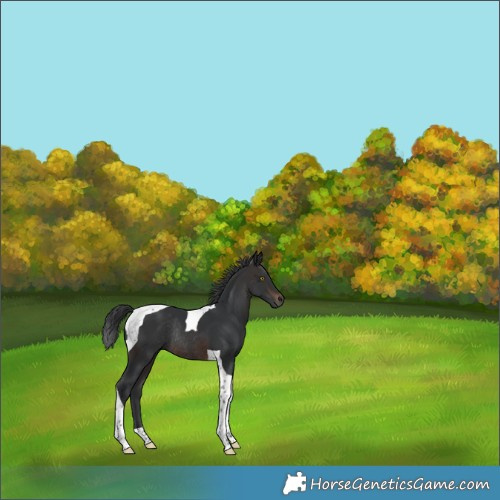 Horse Color:Brown Tobiano Rabicano