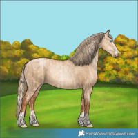 Horse Color:Gold Champagne Pearl Dun Rabicano  and Gray Gold Champagne Pearl Dun Rabicano 