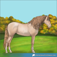 Horse Color:Gold Champagne Pearl Rabicano  and Gold Champagne Pearl Rabicano 