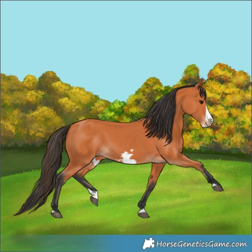 Horse Color:Bay Splash Frame 