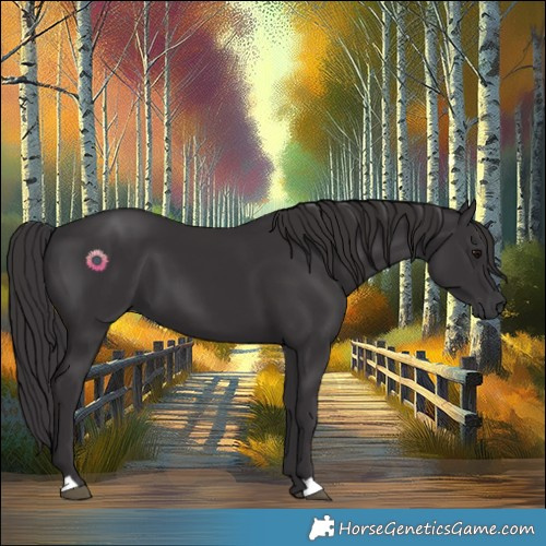 Horse Color:Smoky Black