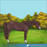 Horse Color:Chocolate Black