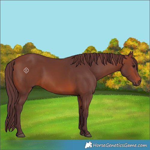 Horse Color:Chocolate Brown 