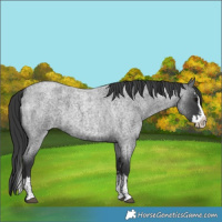 Horse Color:Unknown 