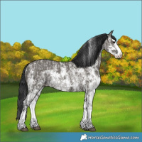 Horse Color:Grullo Roan Sabino Splash  and Grullo Sabino Splash 
