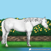 Horse Color:Smoky Creme Splash Appaloosa 