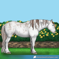 Horse Color:Classic Champagne Sabino Splash Appaloosa 