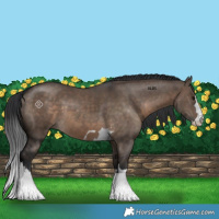 Horse Color:Brown Dun 