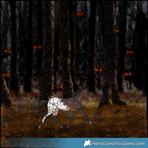 Horse Color:Brown Skewed Appaloosa 