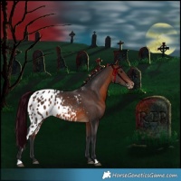 Horse Color:Brown Skewed Appaloosa