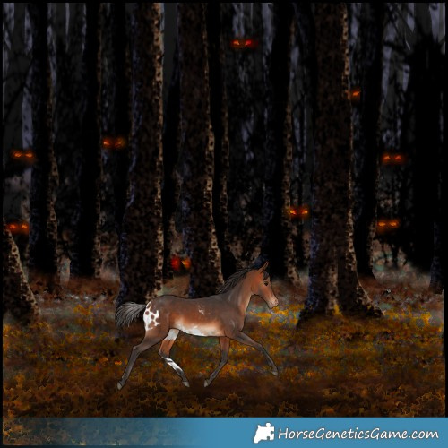 Horse Color:Bay Skewed Appaloosa 