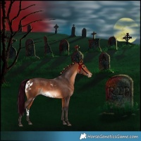 Horse Color:Bay Skewed Appaloosa 
