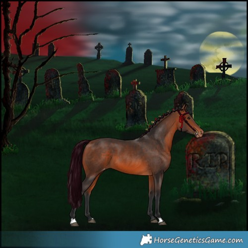 Horse Color:Bay Skewed Appaloosa 