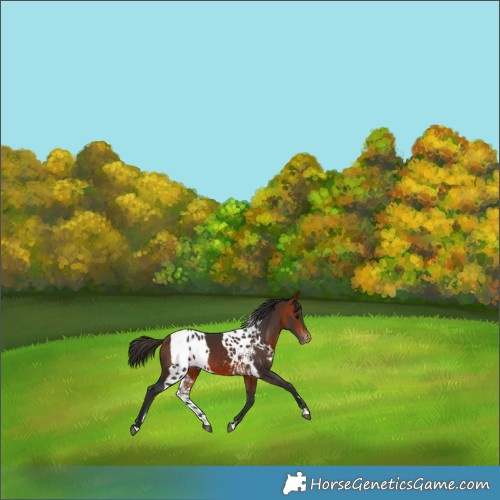 Horse Color:Bay Skewed Appaloosa 