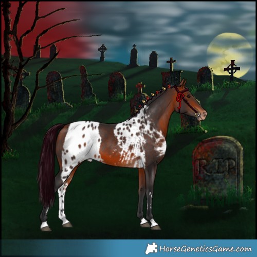 Horse Color:Bay Skewed Appaloosa 