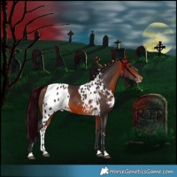 Horse Color:Bay Skewed Appaloosa 