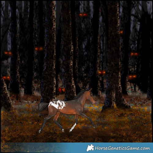 Horse Color:Bay Tobiano Skewed Appaloosa 