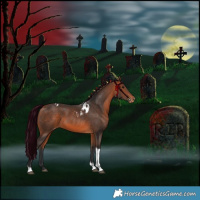 Horse Color:Bay Tobiano Skewed Appaloosa 