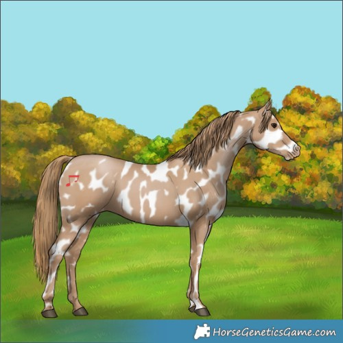 Horse Color:Black Pearl Near Leopard 