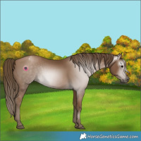 Horse Color:Gray Black Pearl Appaloosa 