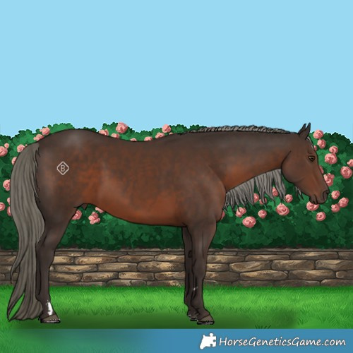 Horse Color:Liver Chestnut Mushroom 
